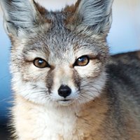 Kit Fox Nude